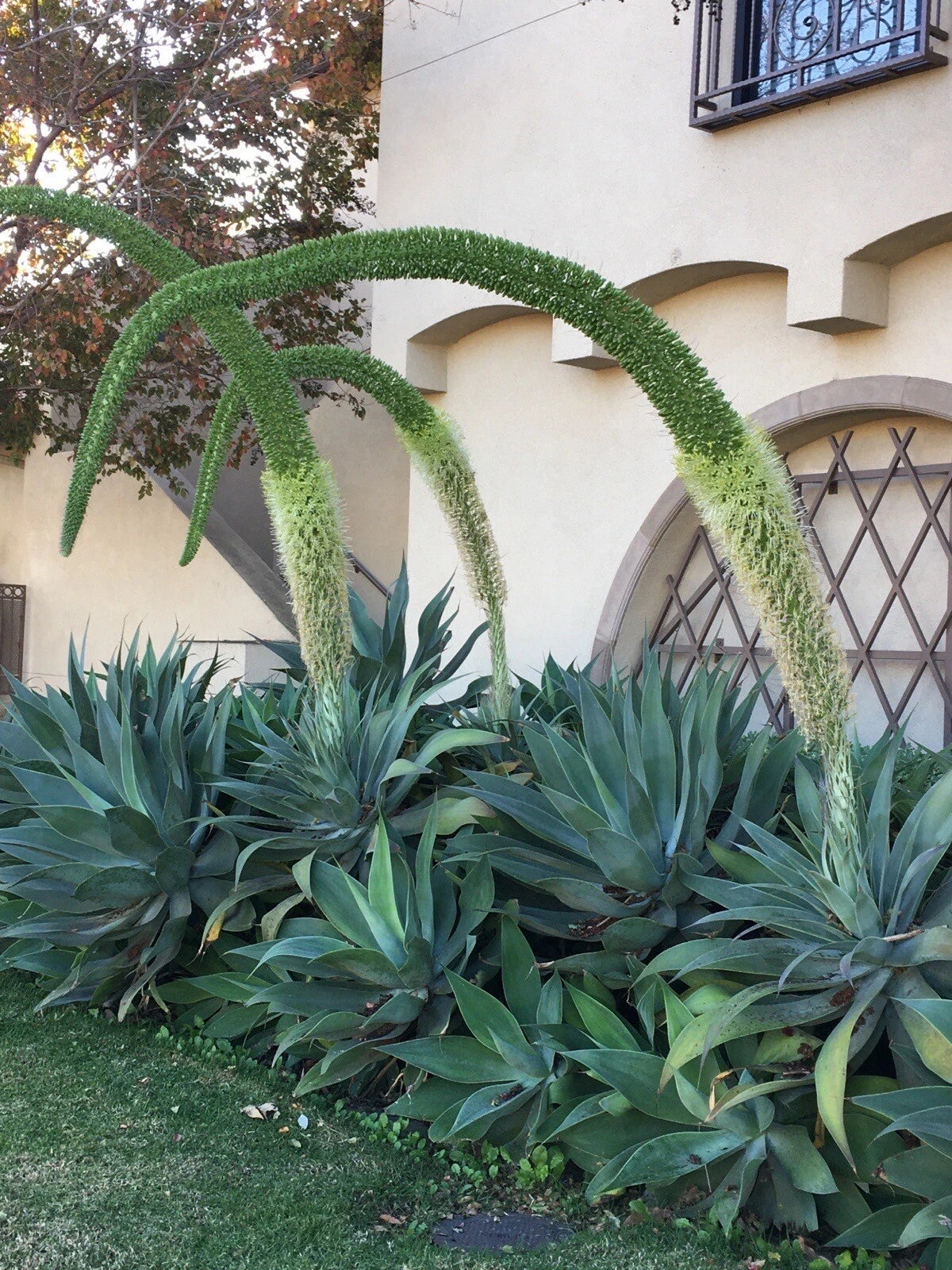 Agave Attenuata Fox Tail Succulent Plant 6