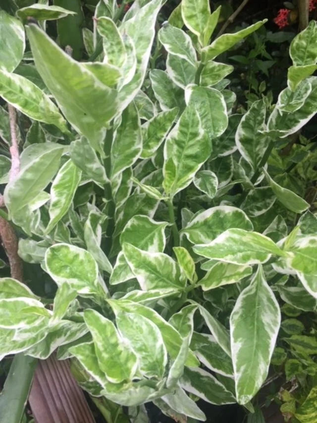 Devil's Backbone Cuttings - 9 Cuttings + 1 Rooted Cutting