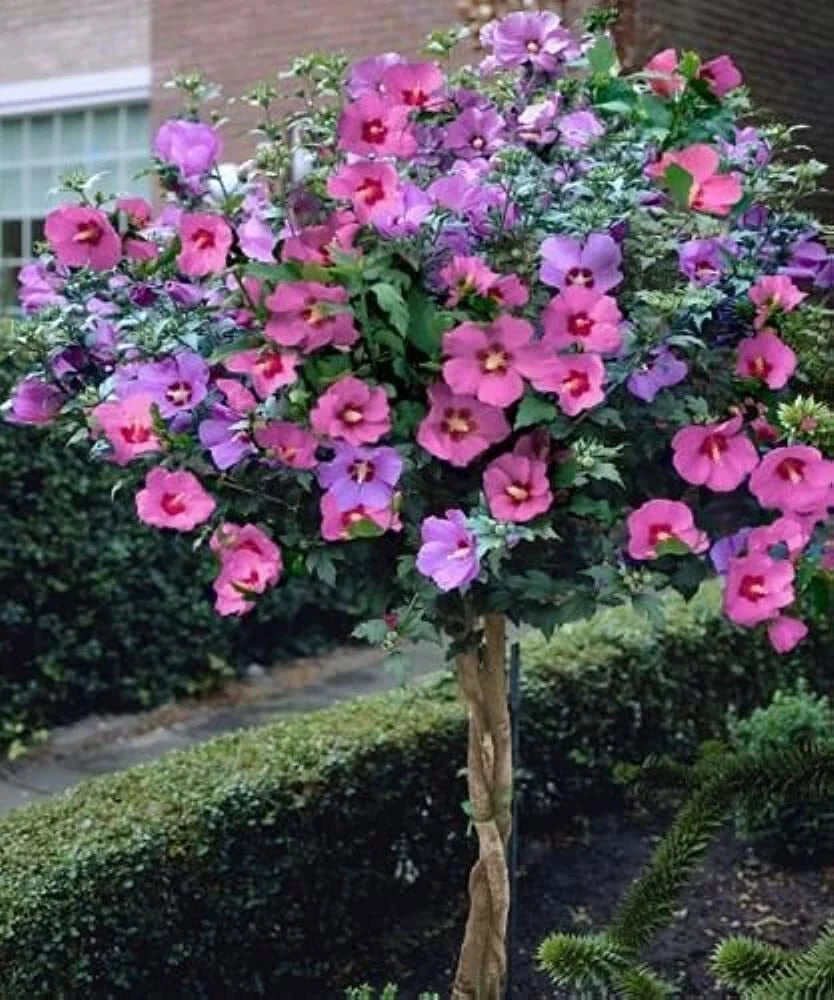 Rose of Sharon Bush Seedlings, 3 Pack, Hibiscus syriacus, Hardy Flowering Shrubs for Planting