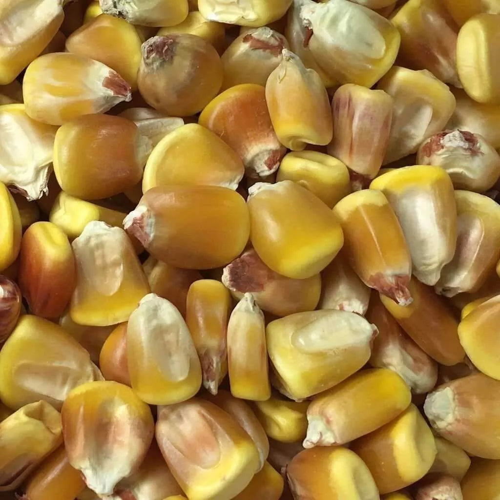 non gmo corn seeds for planting Yellow Corn Seeds for Planting | 1280+ Non-GMO Seeds (1lb)