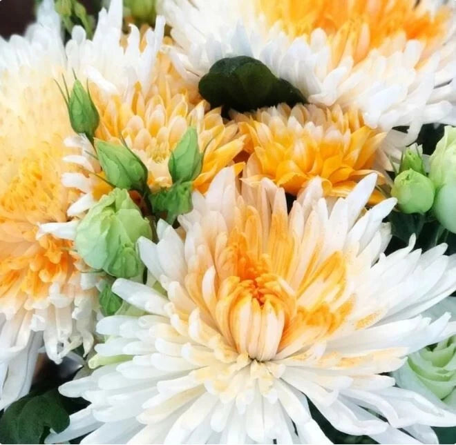 white chrysanthemum flower seeds Chrysanthemum Seeds - 200+ Orange White Mum Flower Seeds