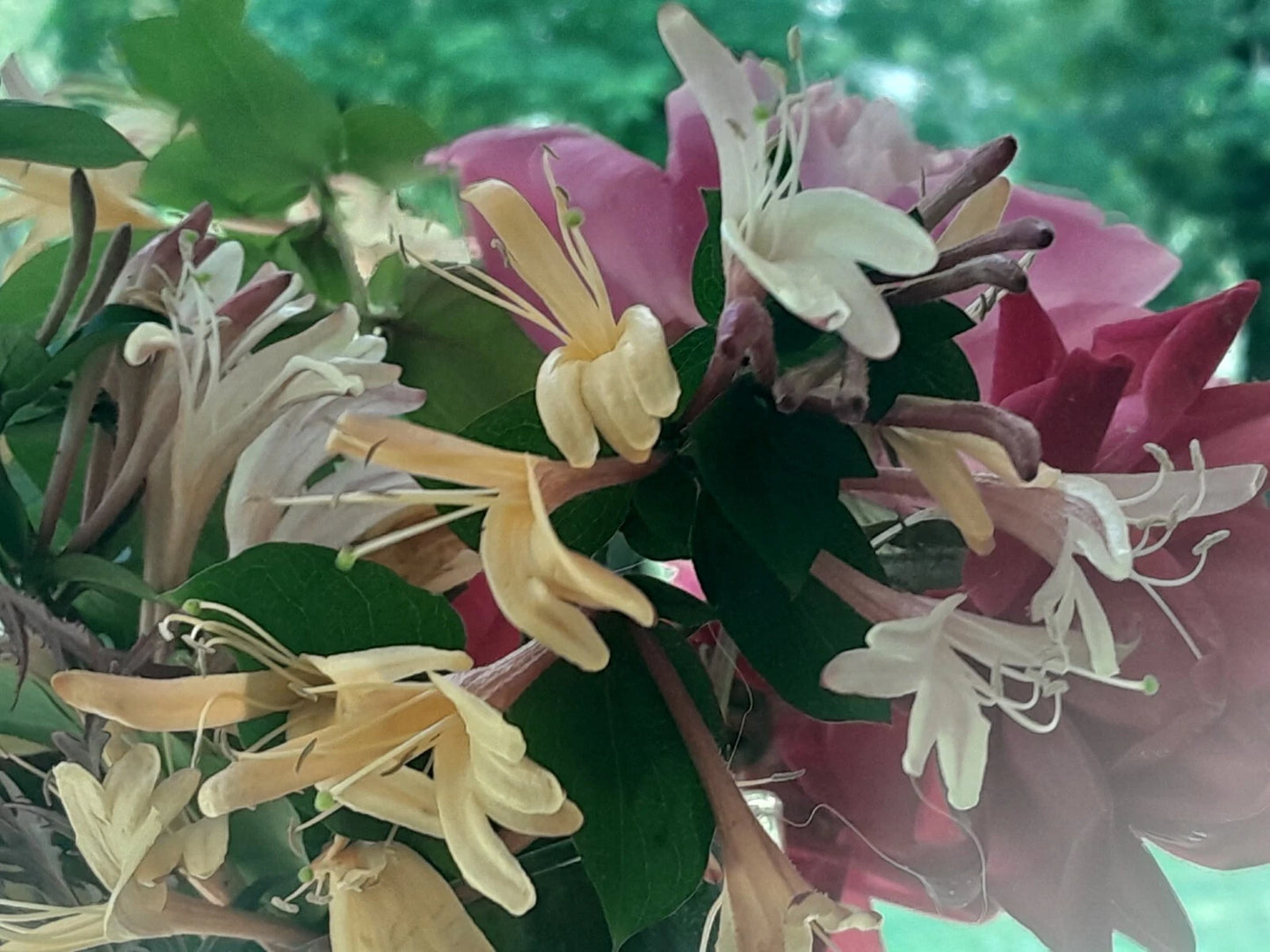 Antique Pink Honeysuckle Vine Live Plant - Wild Fragrant Bare Root - Lonicera japonica - 12"