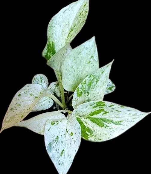 4 inch pothos plant True Snow Queen Pothos Plant - 4-inch Pot - Variegated White Leaves