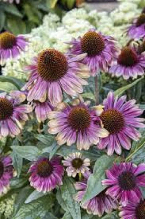 50 Coneflower Seeds - Sweet Sandia Echinacea Perennial Flowers - Non-GMO, Hardy Garden Seeds for Pollinators