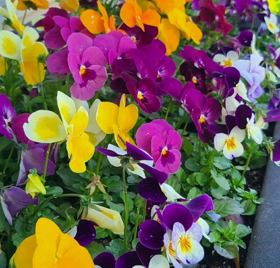 Pansy Seeds Mix - 50 Count, Colorful Viola Flower Seeds for Garden Planting, Easy to Grow Annuals