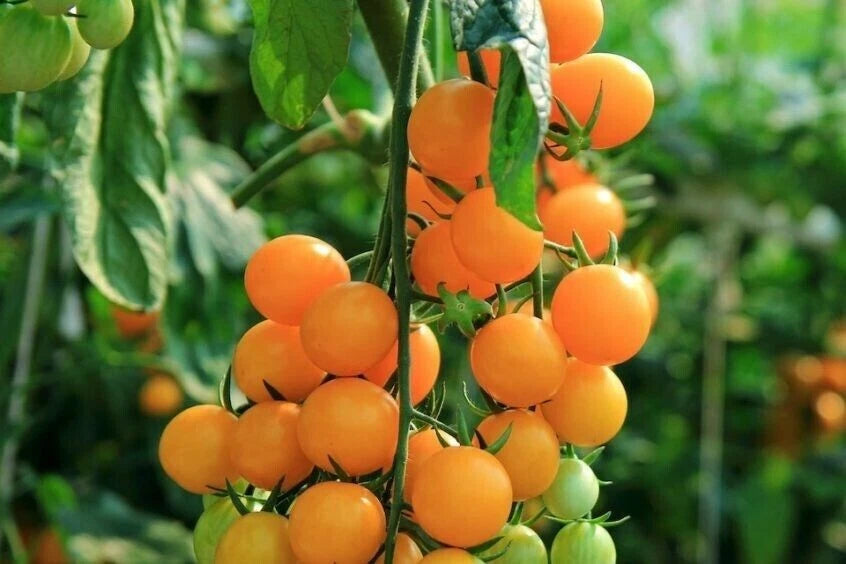 Gold Nugget Cherry Tomato Seeds - 10+ Organic Heirloom Seeds - Super Sweet - Lycopersicon esculentum
