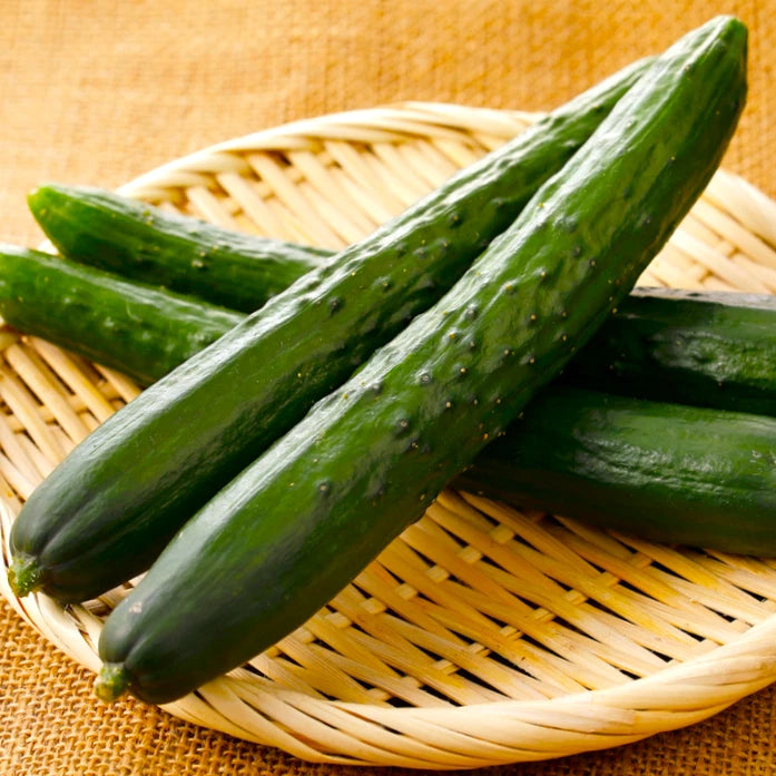 Japanese Long Burpless Cucumber Seeds - Kyuri Seedless Variety - Heirloom Vegetable Seeds for Home Garden