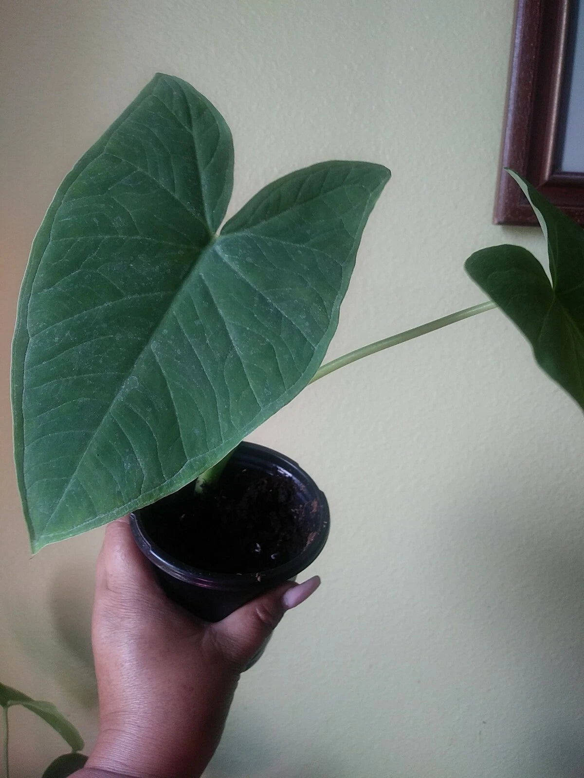 Giant Elephant Ear Plant - Colocasia - Organic Live Plant in 8oz Pot - Tropical Foliage for Home Décor