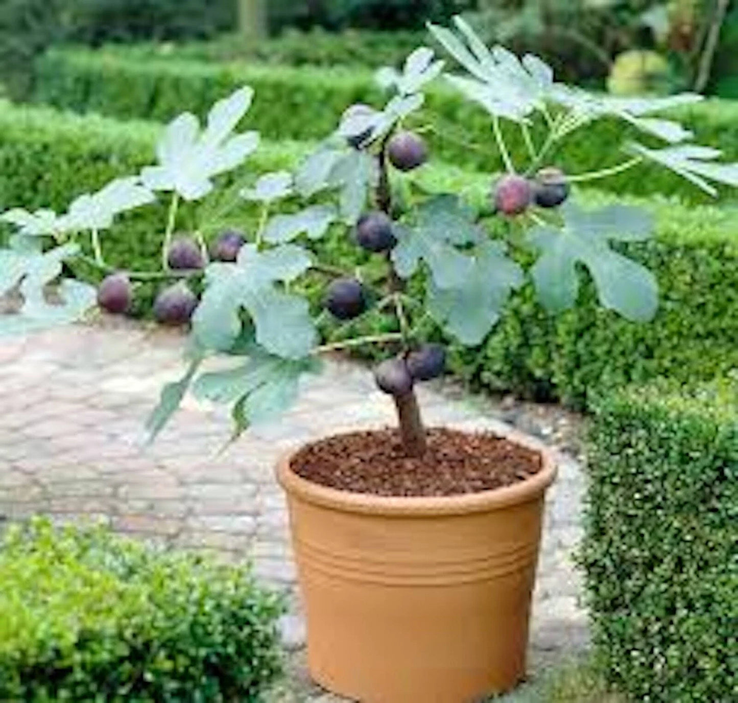 Fignomenal Dwarf Fig Tree Starter Plant - Self Fertile, Medium Brown Figs, Compact 28” Tall, Ideal for Container Growing