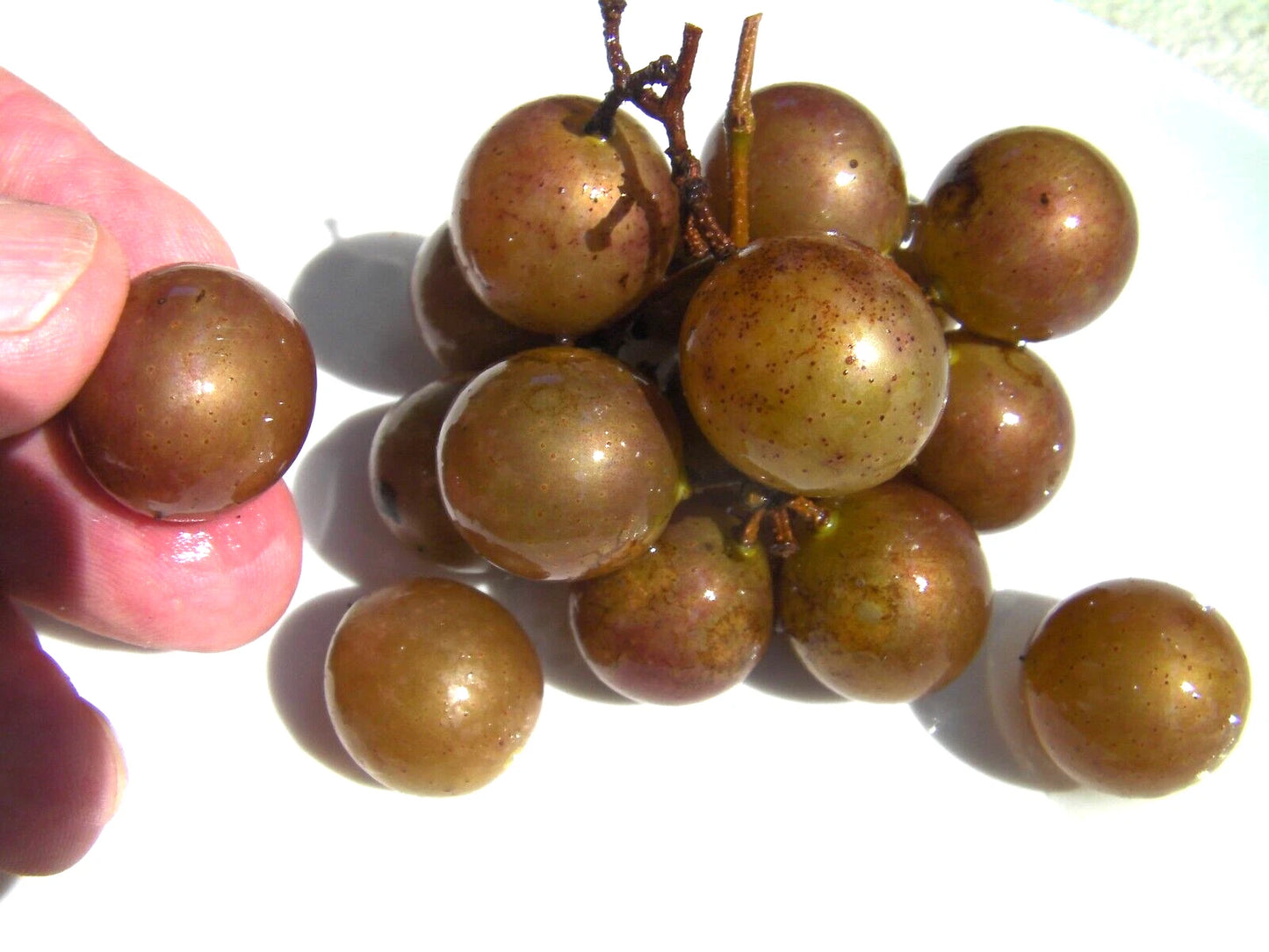 Muscadine Grape Seeds - 35 Seeds - Bronze Carlos Variety - Vitis rotundifolia
