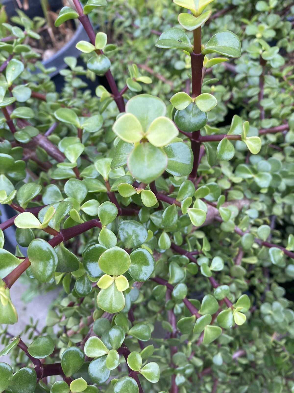 elephant bush variety portulacaria afra 25 Cuttings Elephant Bush Succulent Plants, Red Stem, Portulacaria afr –  Jayme Garden