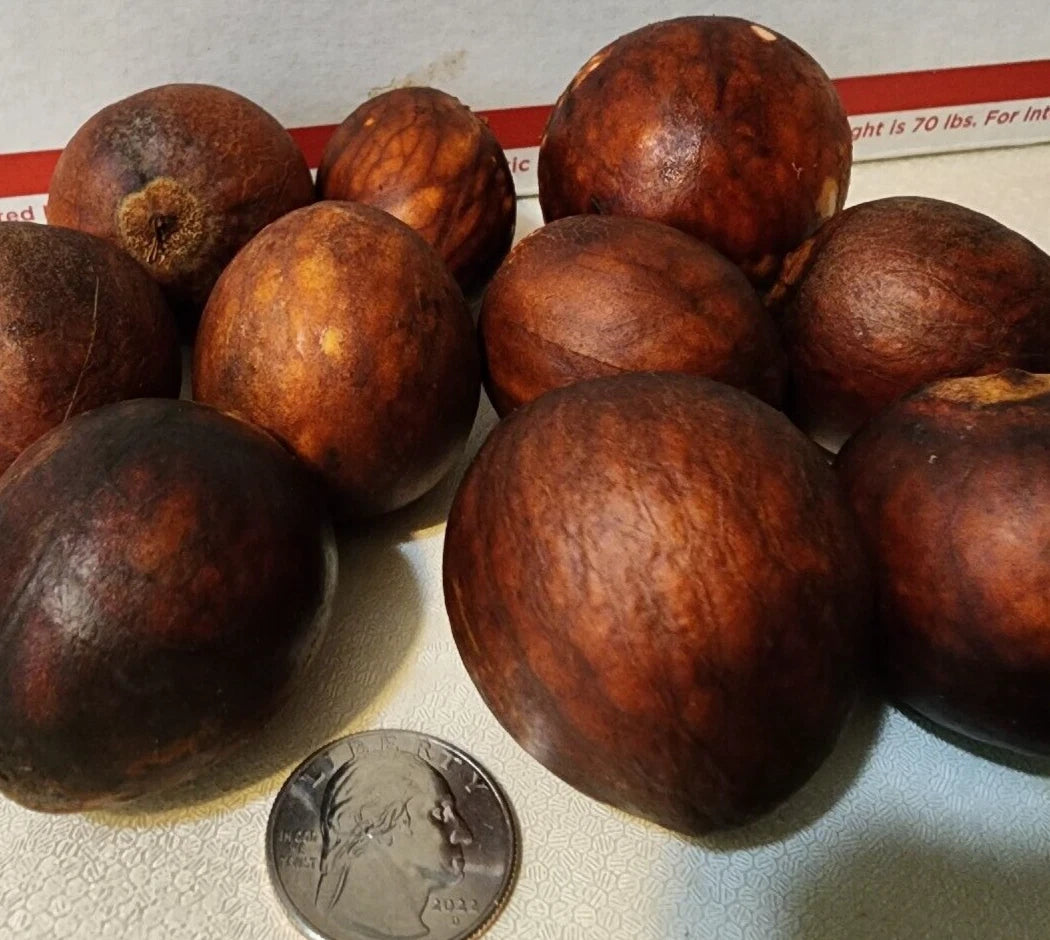 Lula Avocado Fruit Tree Seeds - 10 Seeds - Persea Americana - High Yield Variety for Home Garden