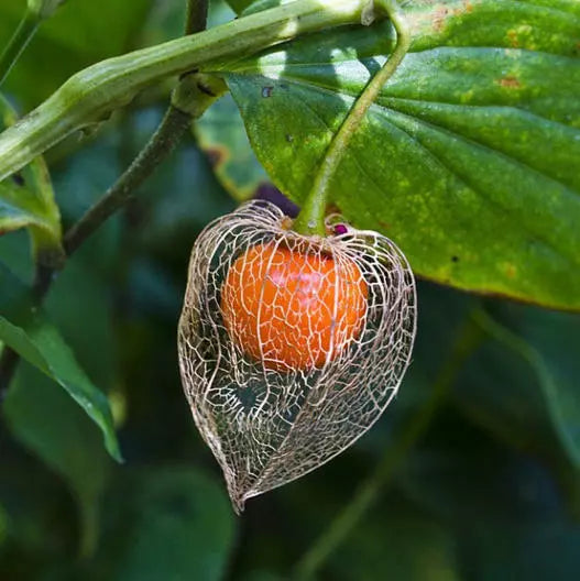 Chinese Lantern Flower Seeds - Orange Dried Cut Flowers for Pollinators - 200 Seeds - Physalis alkekengi