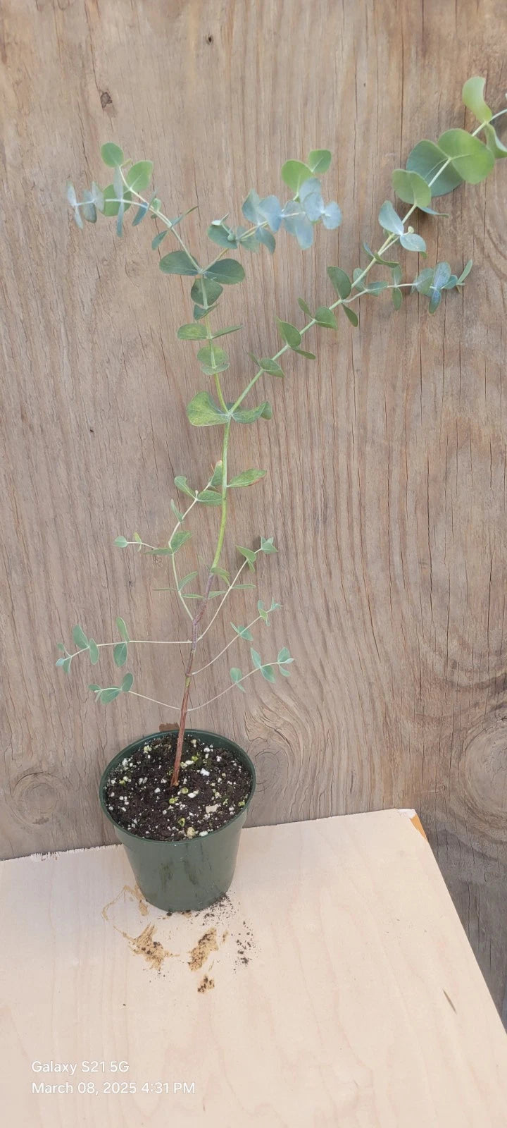 Silver Dollar Eucalyptus Plant in 4