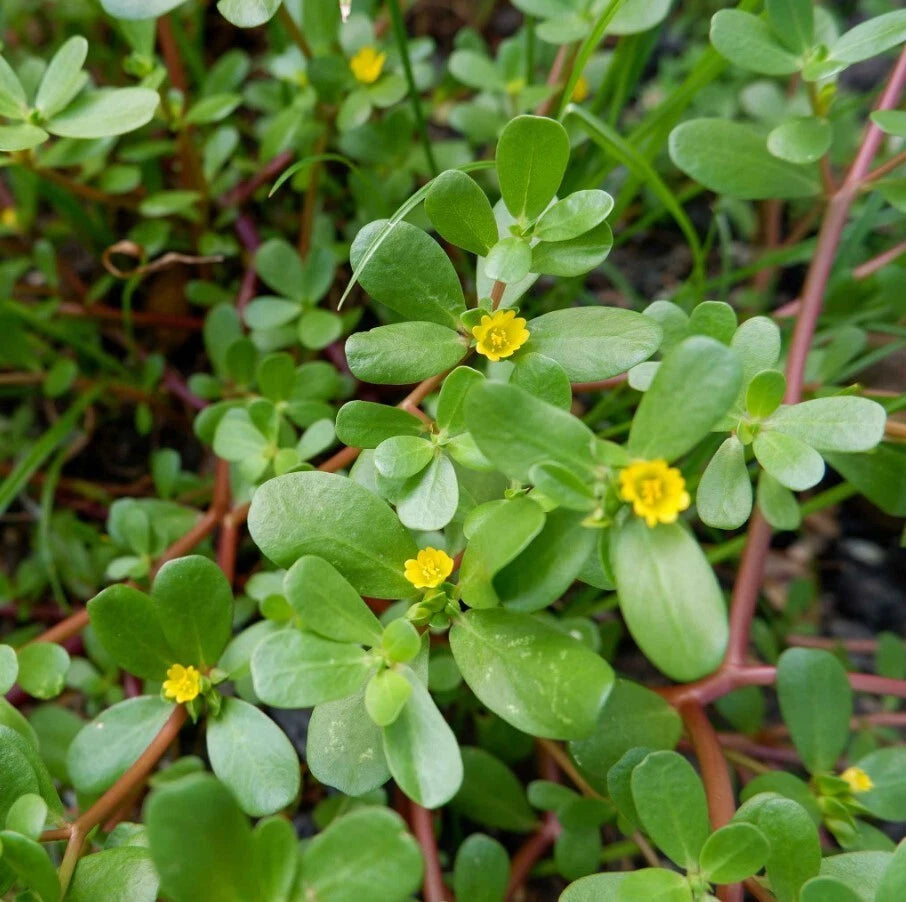 Small Purslane Plants 6-Pack - Edible Succulent - Portulaca Oleracea