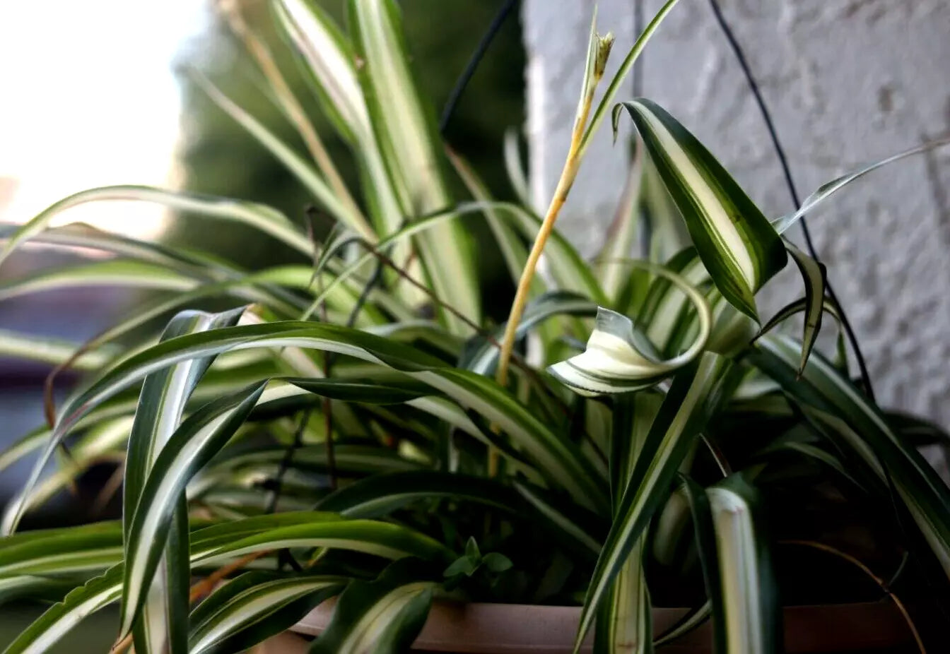 live spider plants near me Green Live Spider Plant Cuttings - 5 Bare Root Mixed Varieties