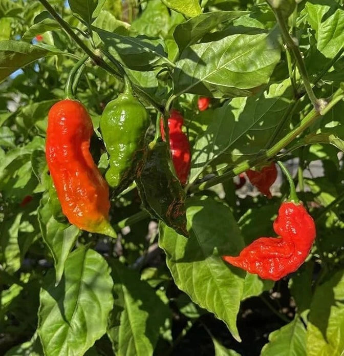ghost pepper plant in pot Red Ghost Pepper Plants - 2 Bhut Jolokia per Pot