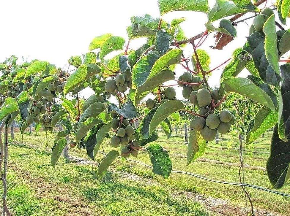 Kiwiberry Seeds Pack - 4 Types Super Sweet Mini Hardy Fast Vine - 15 Seeds Each Variety - Perfect for Home Gardening