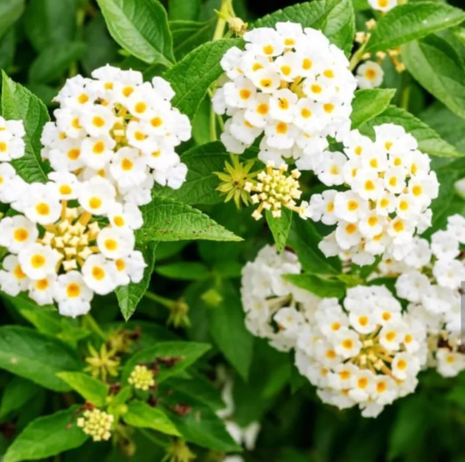 Lantana Trailing White Live Plant - Flowering Groundcover Perennial - Lantana montevidensis - No Pot