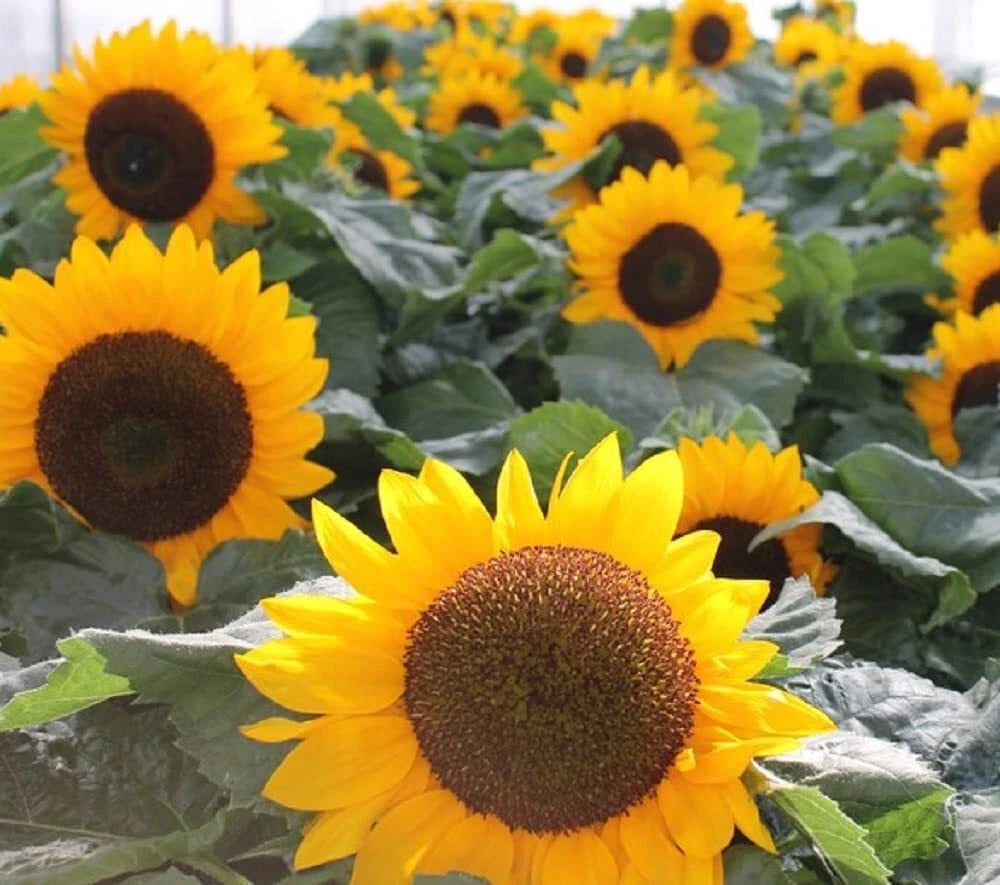 heirloom sunflower seeds for planting Sunspot Sunflower Seeds | 30g Heirloom Non-GMO Flower Seeds