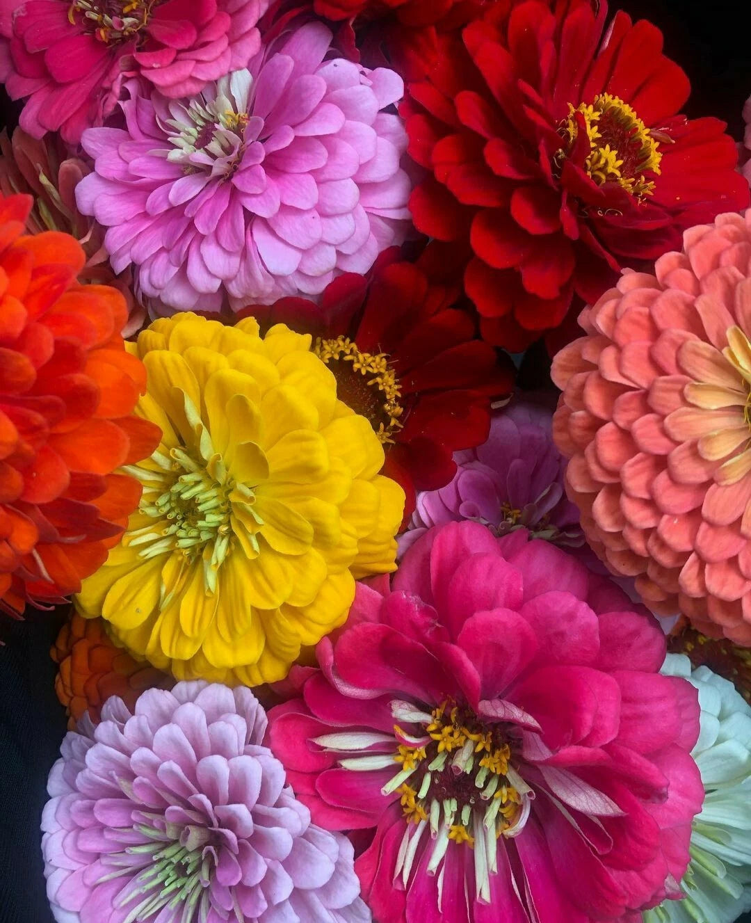 Zinnia Flower Seeds - 50 Pack - California Giants - Vibrant Annuals for Garden (Zinnia elegans)