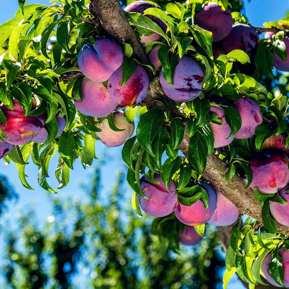 American Plum Tree Seeds - Fast Fruit Flower Plant - Hardy (Prunus americana) - Ideal for Zone 3 Gardening