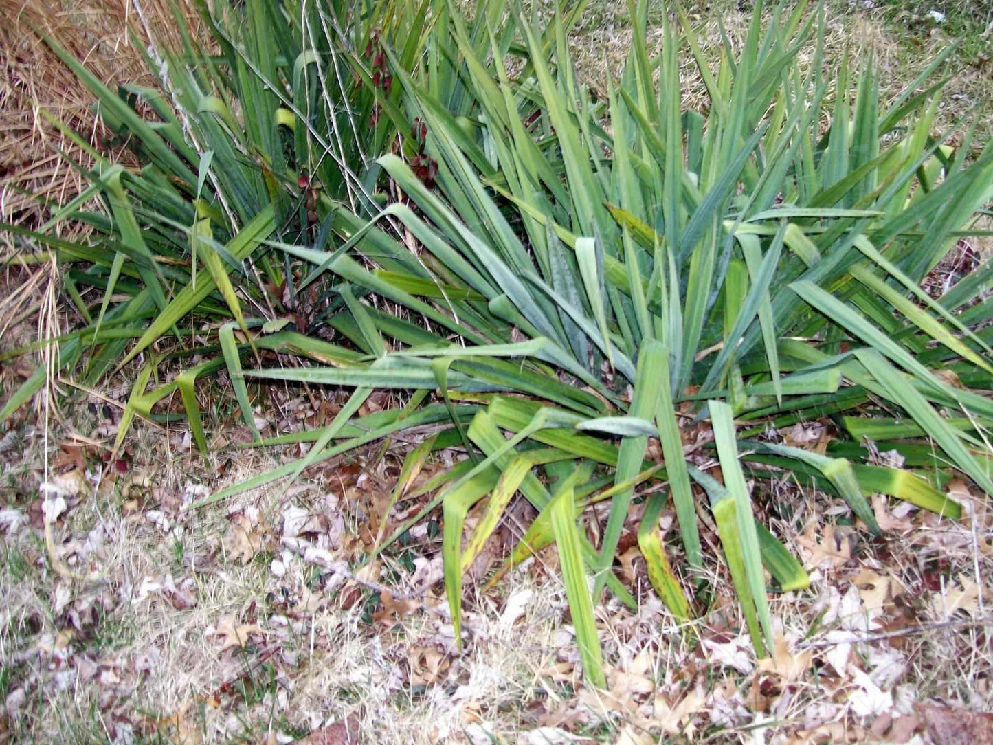 Adam's Needle Yucca 12" Bare Root Plant White Flower Yucca filamentosa