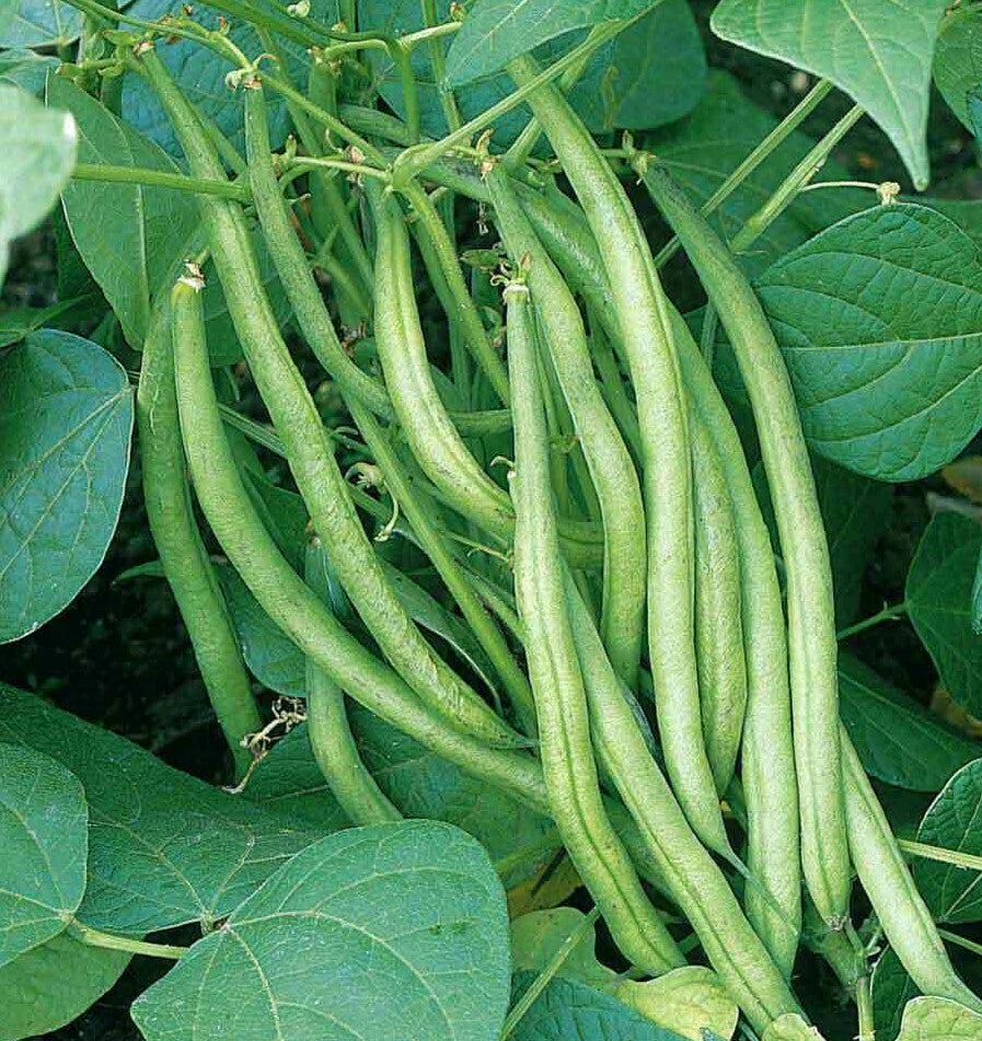 Tendergreen Green Bean Seeds - Heirloom Non-GMO Bush Vegetable Seed - Phaseolus vulgaris - 2025