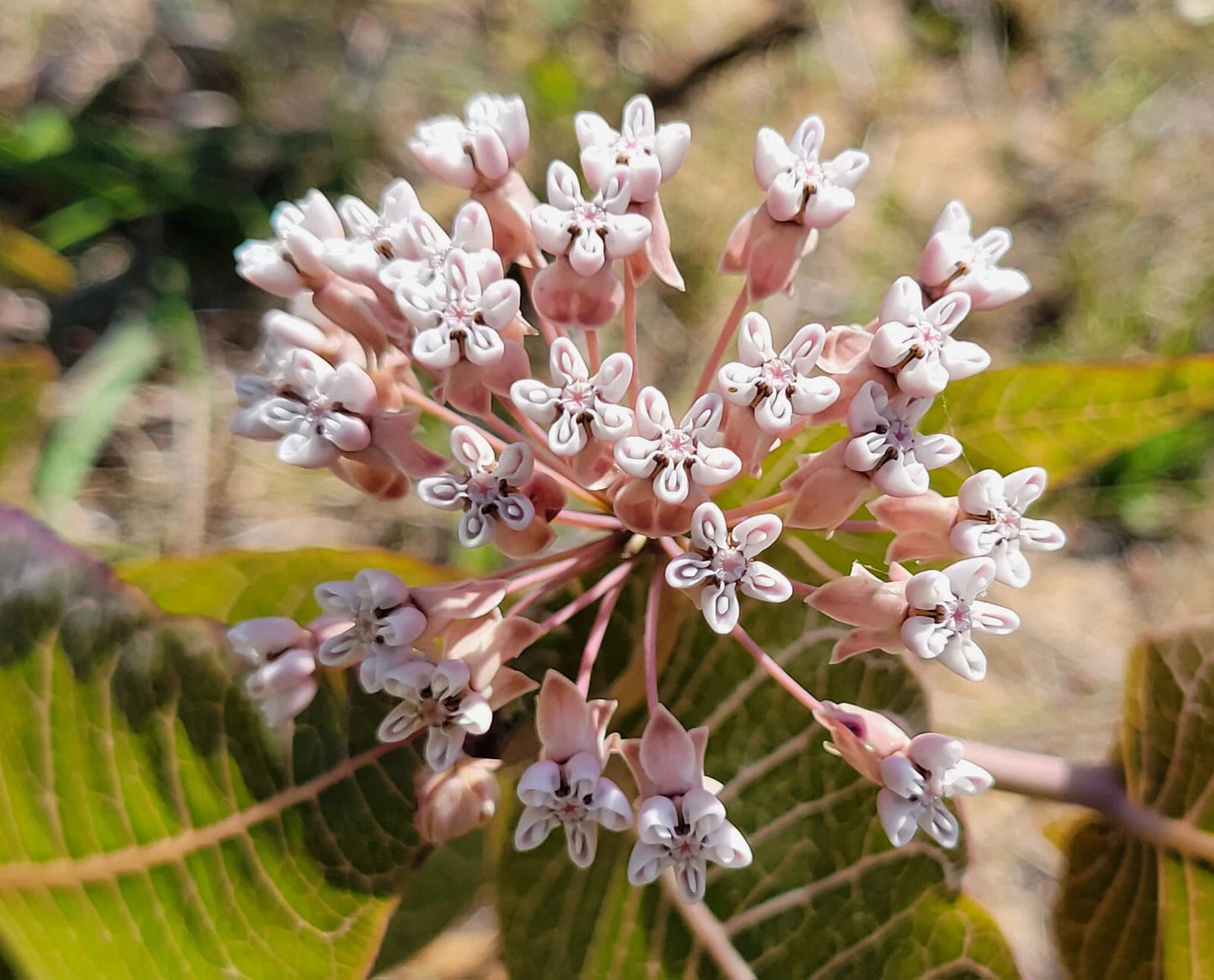 Pinewoods Milkweed Seeds | 5 Seeds | Asclepias Humistrata | Florida Native Sandhill Plant
