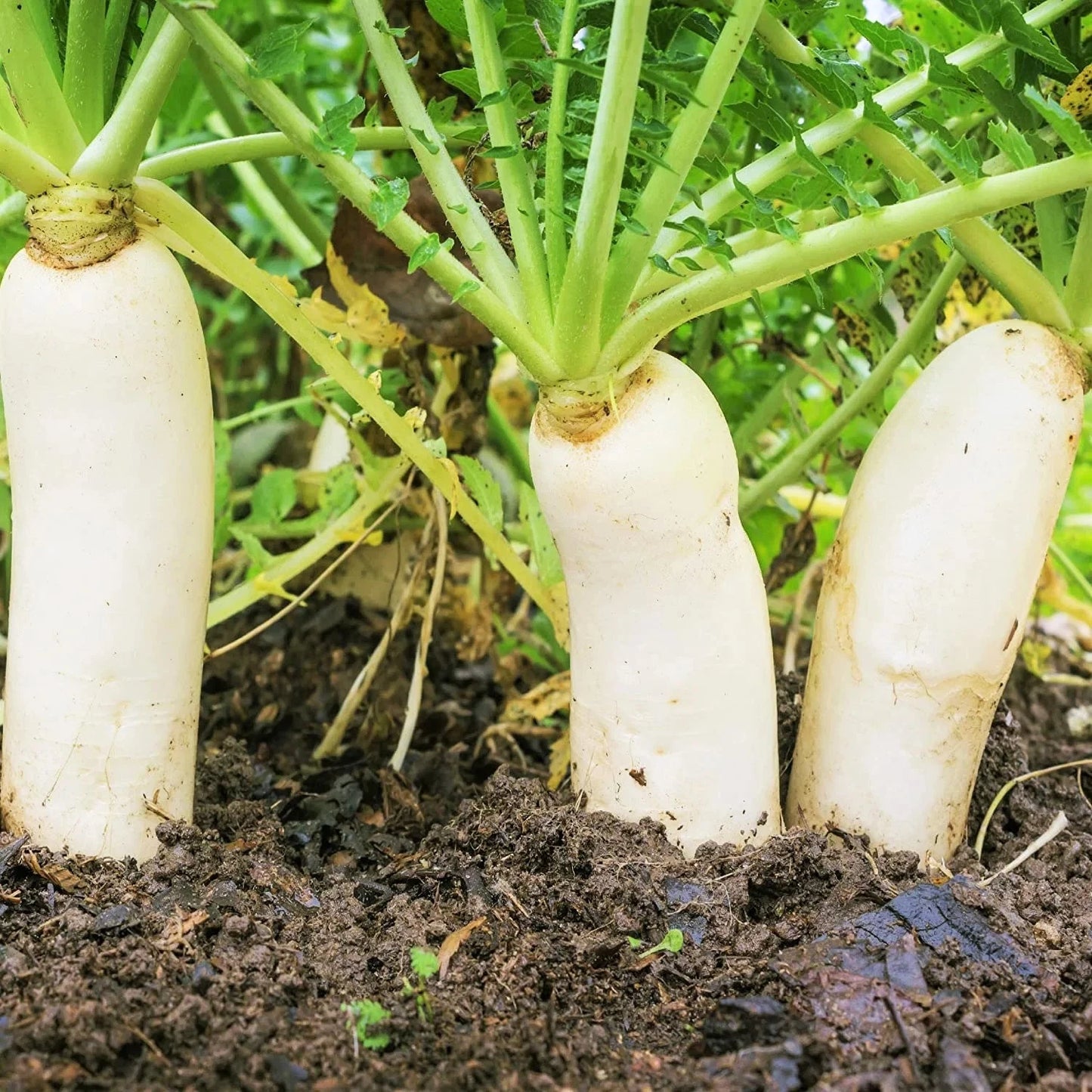 Daikon Radish Seeds - 300+ Count - Japanese Winter White - Raphanus sativus