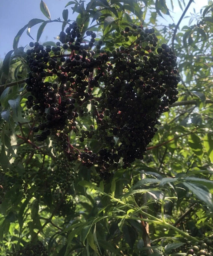 12 Unrooted American Elderberry Cuttings - Edible Wildlife Variety Sambucus ADAMS/YORK