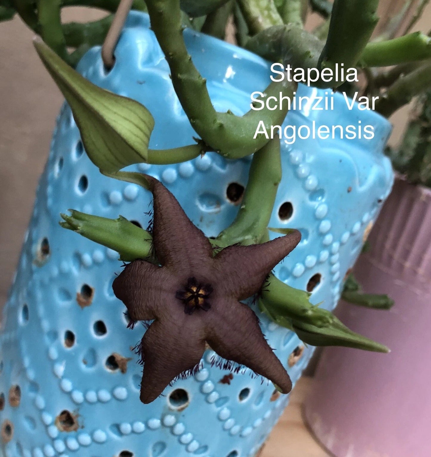 Stapelia Rooted Plant | Orbea Huernia Succulent Cactus | Stapelia schinzii | Unique Desert Plant
