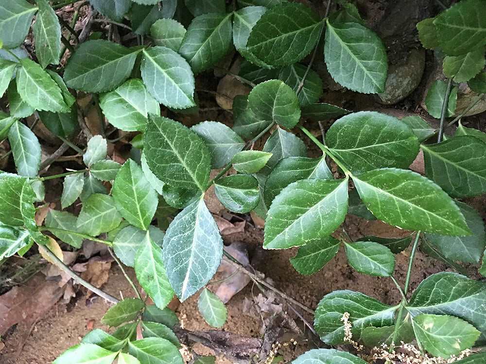 Wintercreeper Euonymus Starter Plants - 6 Perennial Evergreen Ground Cover - Euonymus fortunei - Hardy Garden Vines
