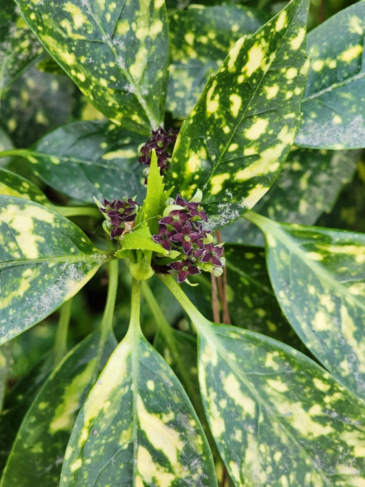 Gold Dust Variegated Aucuba Live Plant Bare Root