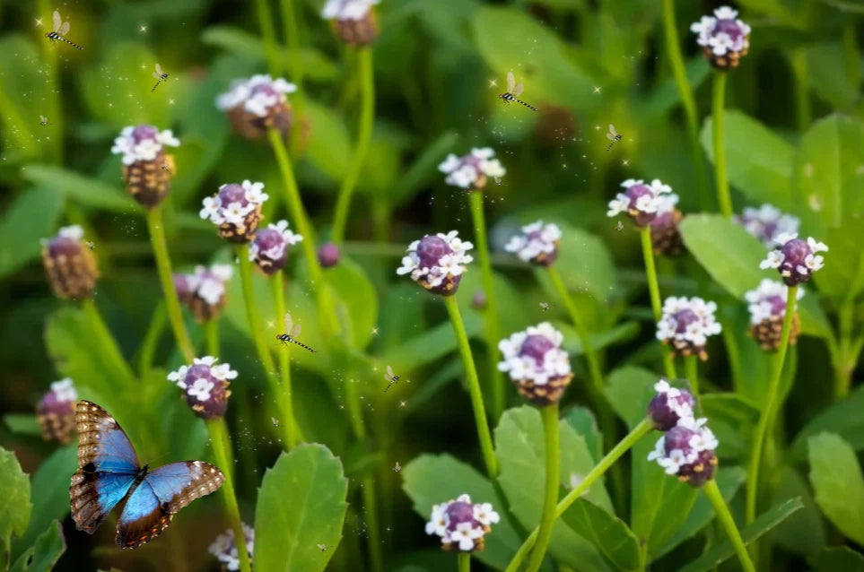 Turkey Tangle FrogFruit Seeds - 600+ Seeds, Capeweed, Creeping Charlie (Phyla nodiflora)
