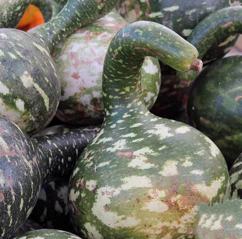 Dipper Gourd Seeds - Large Decorative Arts & Crafts - Non-GMO - 20 Seeds - Lagenaria siceraria