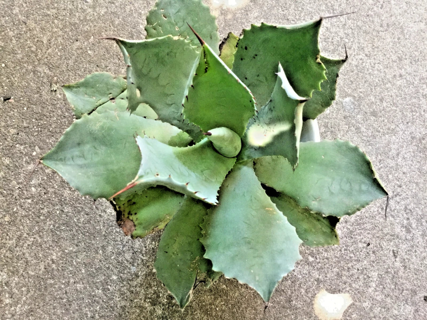 Agave Ovatifolia Succulent 5-6" Diameter Frosty Blue Rare Plant