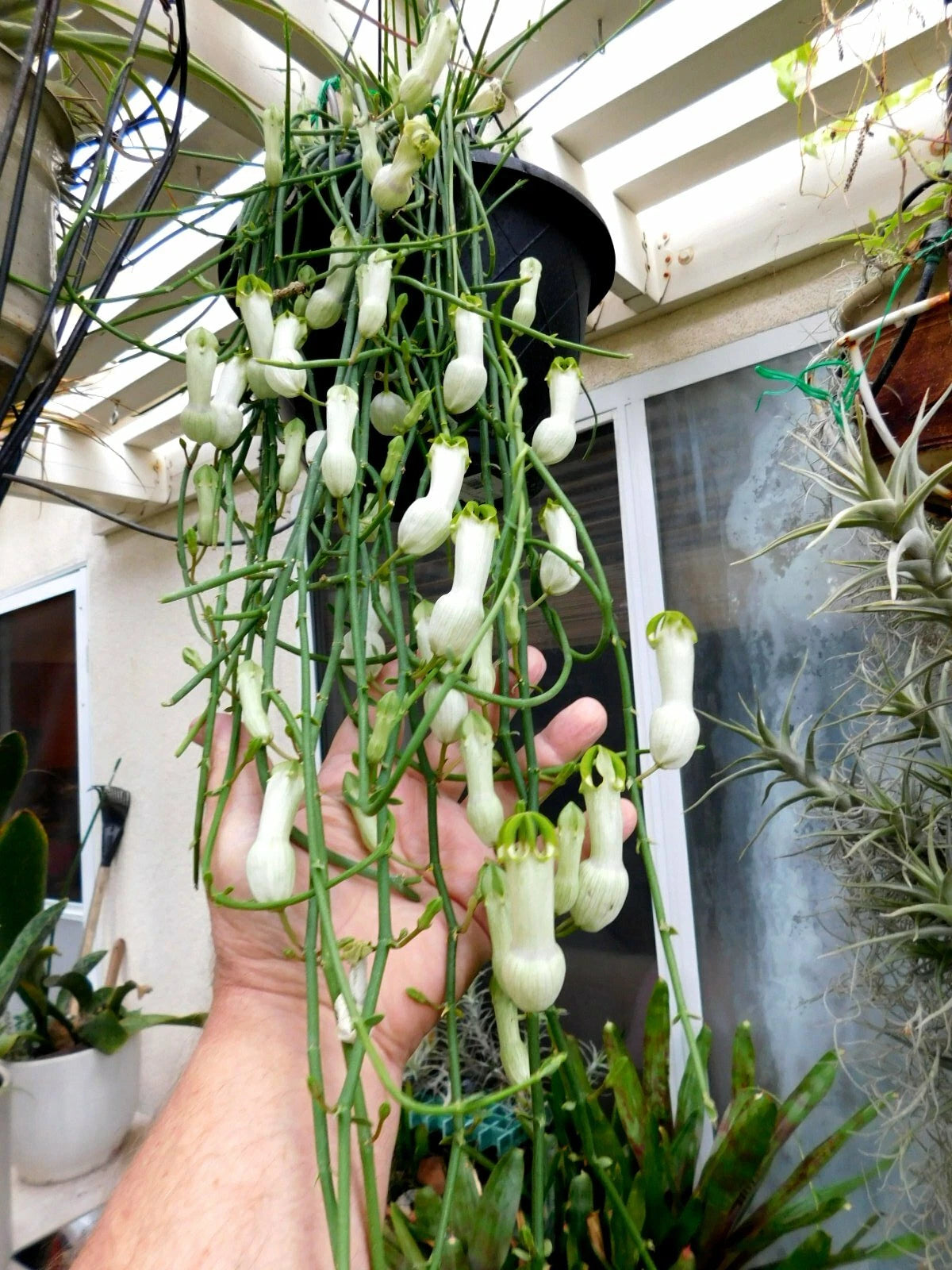 Ceropegia Ampliata Plant - Floral Explosion Variety - Unique Condom Flower  - Indoor Houseplant  Jayme Garden