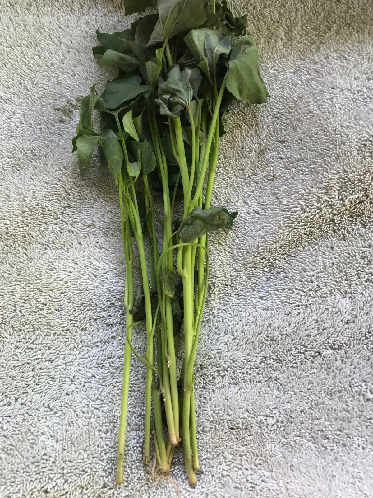 Beauregard Sweet Potato Slips - 20 Cuttings for Planting - Ipomoea batatas