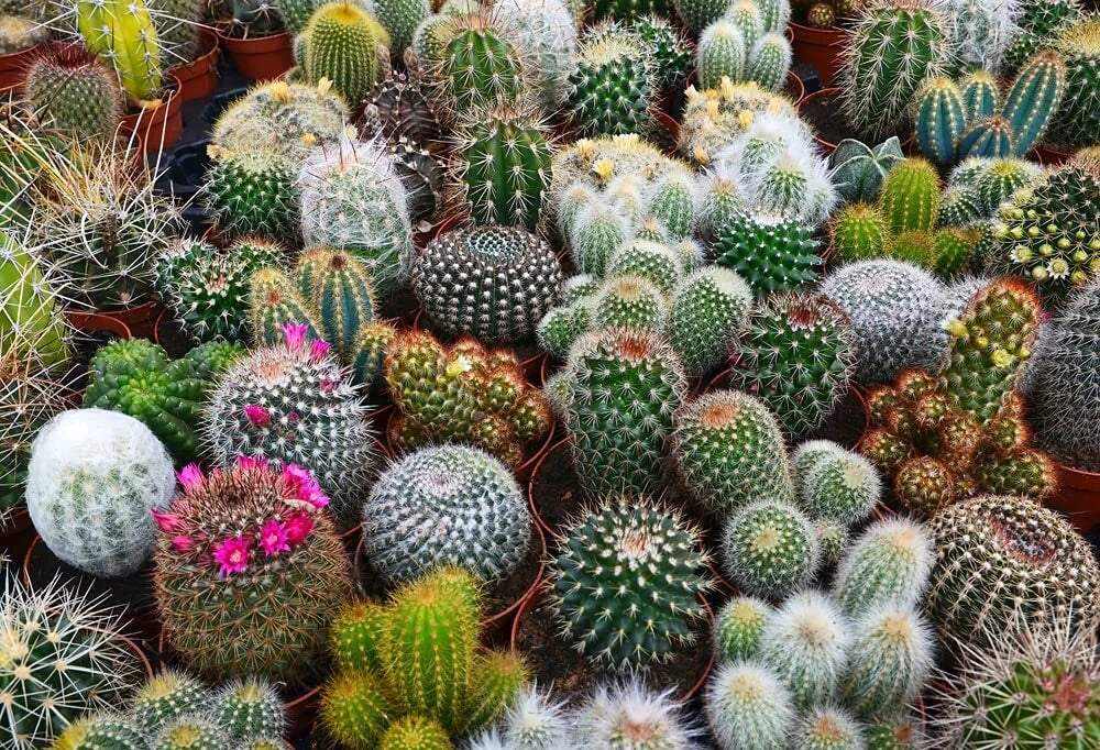 cactus and succulent seeds Cactus Seeds Mix - 100 Seeds - Exotic Varieties - Succulent Plants