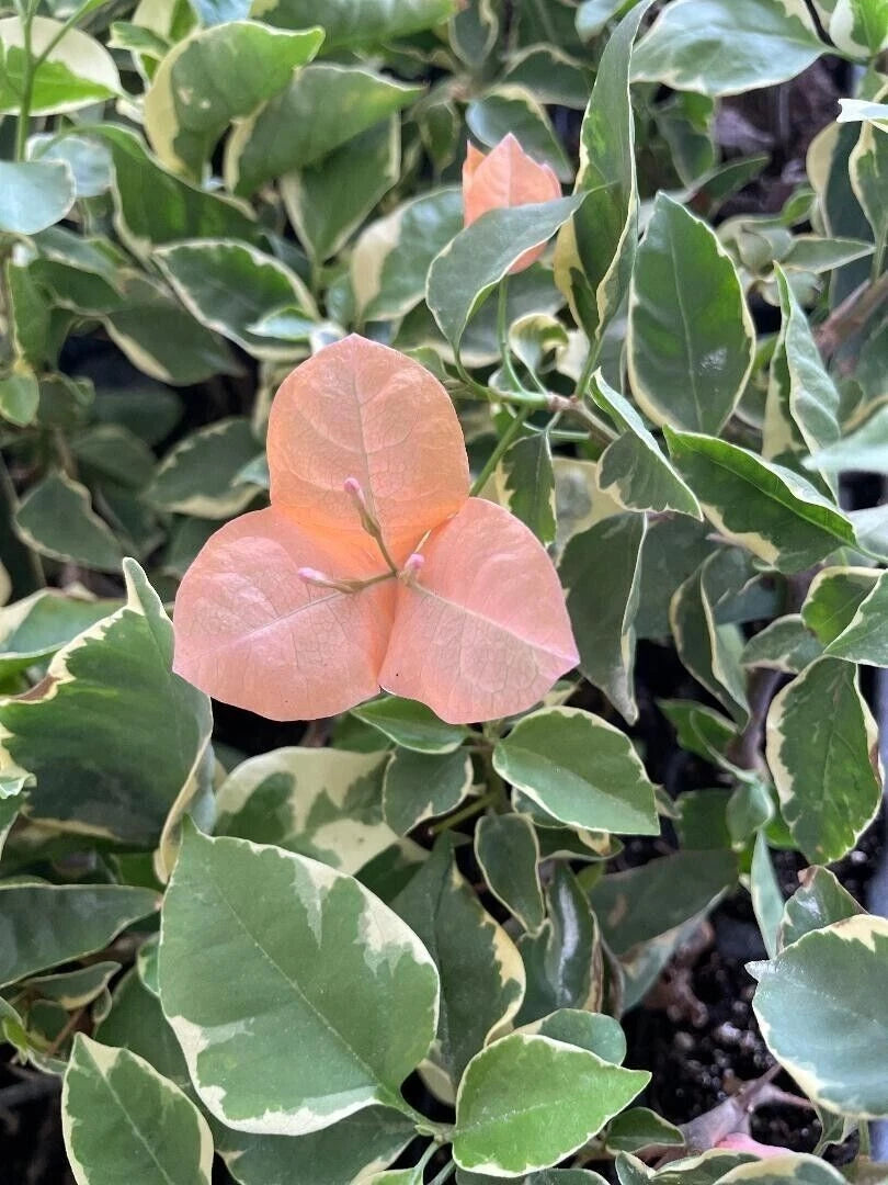 Bougainvillea Starter Plant - Variegated Bambino Orange/Peach - Well Rooted Plug Plant - Bougainvillea spp.