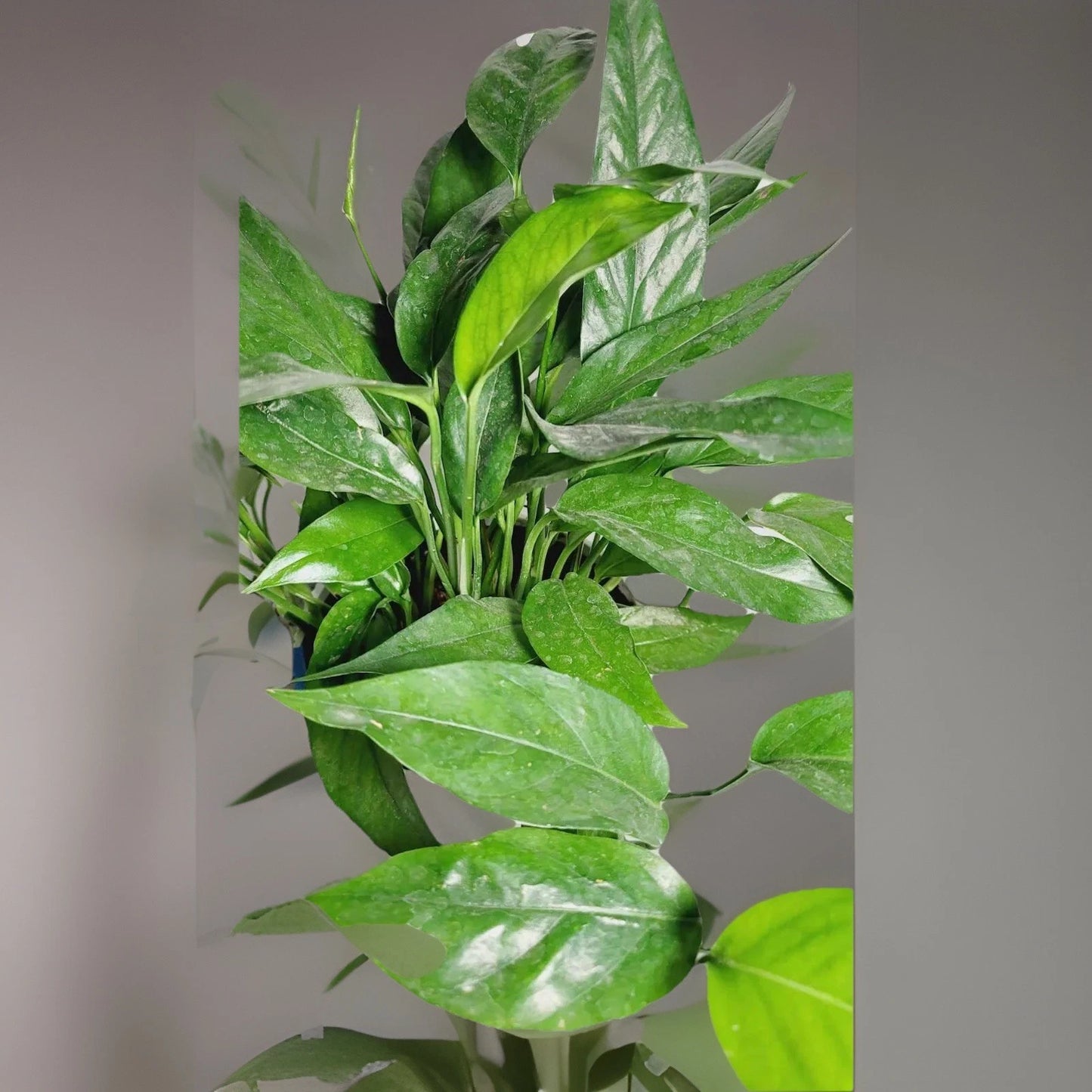 Baltic Blue Pothos Plant - 4" Pot - Rare Epipremnum Pinnatum - Indoor Live Houseplant