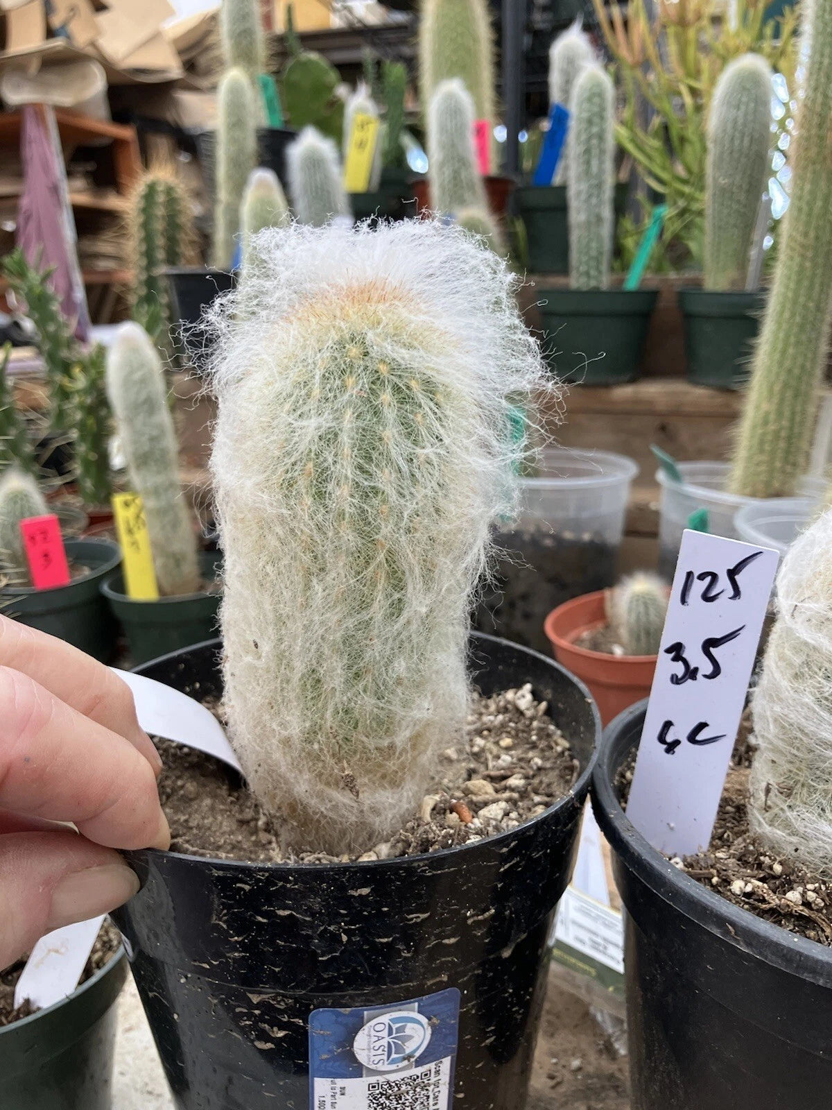 old man succulent Espostoa lanata Plant | 3.5" Old Man of the Mountain Cactus