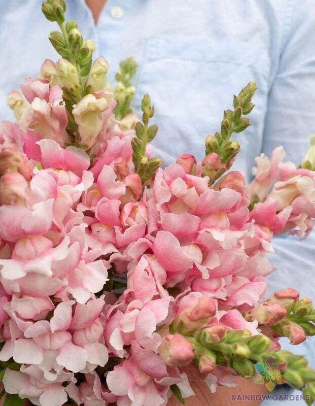 Bridal Pink Snapdragon Seeds - 1000+ Count - Antirrhinum majus - Ideal for Garden Planting, USA - Free Shipping