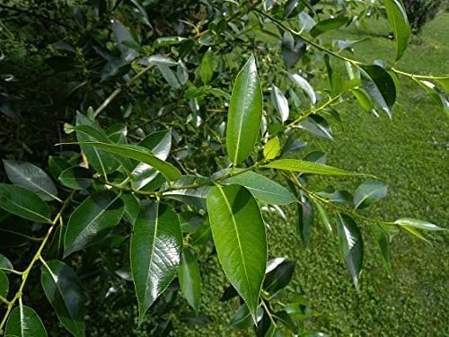 Bay Leaf Bonsai Tree Cutting - Thick Trunk - Indoor/Outdoor