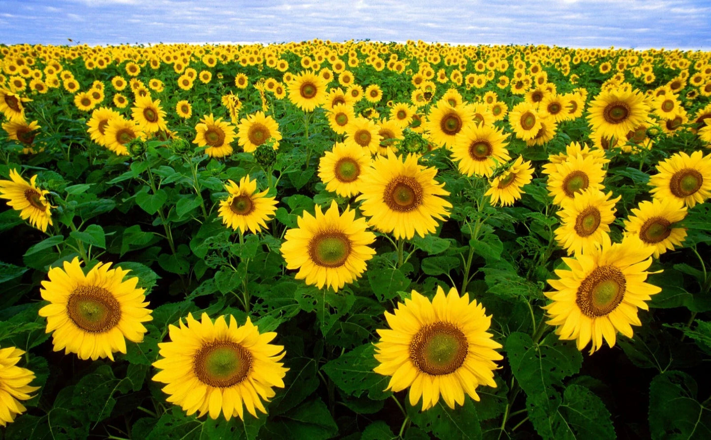 Autumn Beauty Sunflower Seeds, 100 Count, Helianthus annuus Autumn Beauty, Colorful Garden Flowers