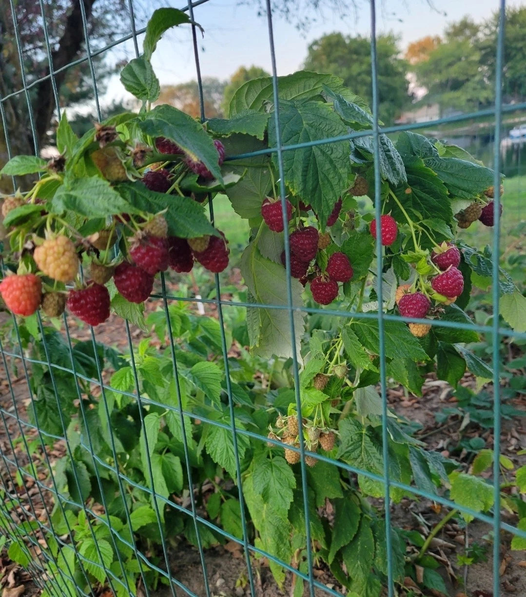 Thornless Raspberry Plant - Joan J Variety - 3 Pack - Medicinal Plant - Rubus idaeus