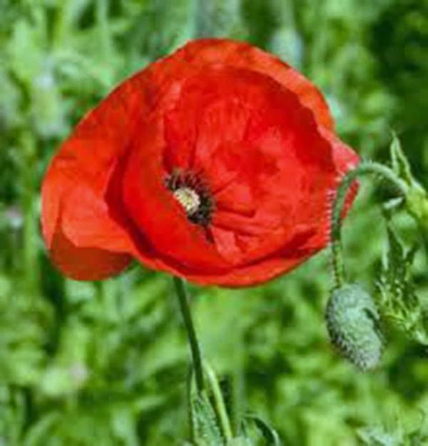 Flanders Poppy Seeds, 1000 Seeds, Stunning Bright Red Flower, Papaver rhoeas