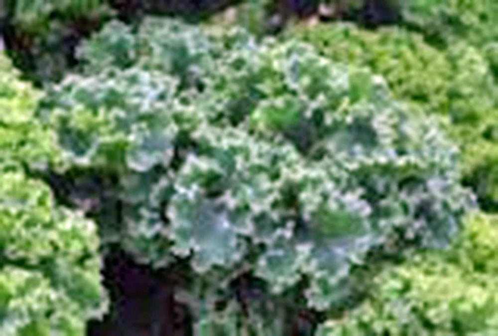 Kale Seeds Vates Blue Curled Scotch Heirloom Non-GMO 1000 Seeds
