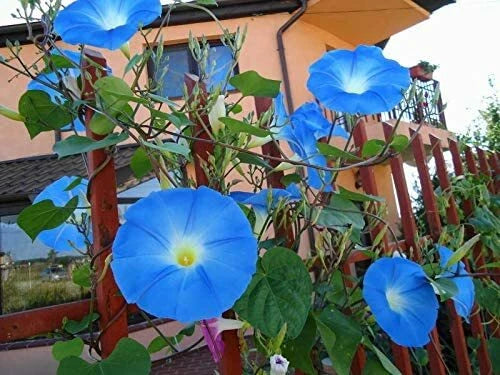 Blue Morning Glory Climbing Vine Seeds - 300 Count - Ipomoea purpurea - Garden Flower Seeds for Trellises and Arbors